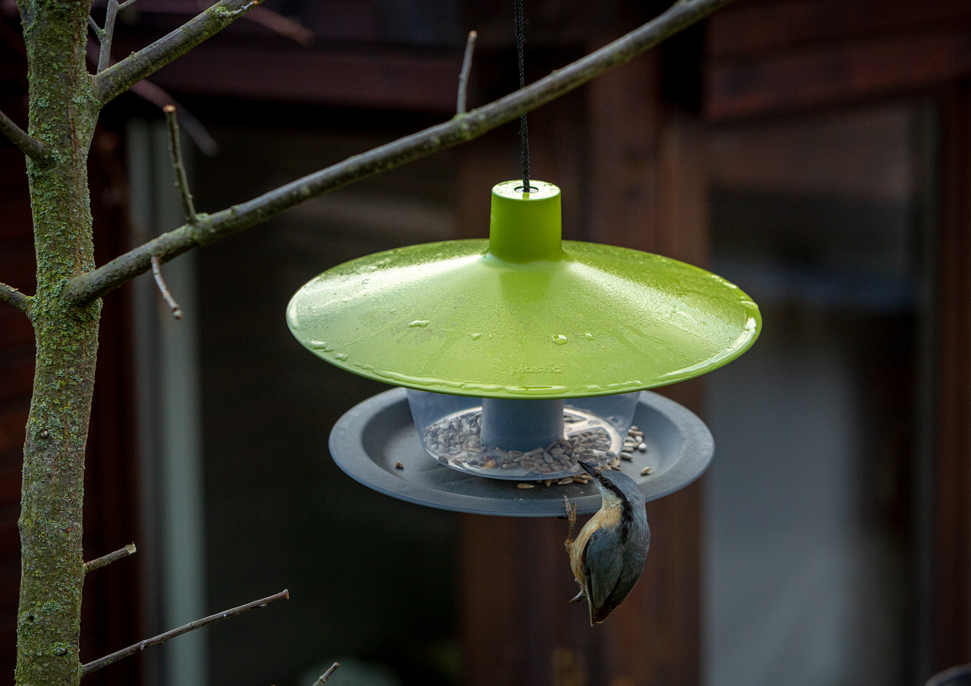 Bird feeder to hang, place, enjoy!