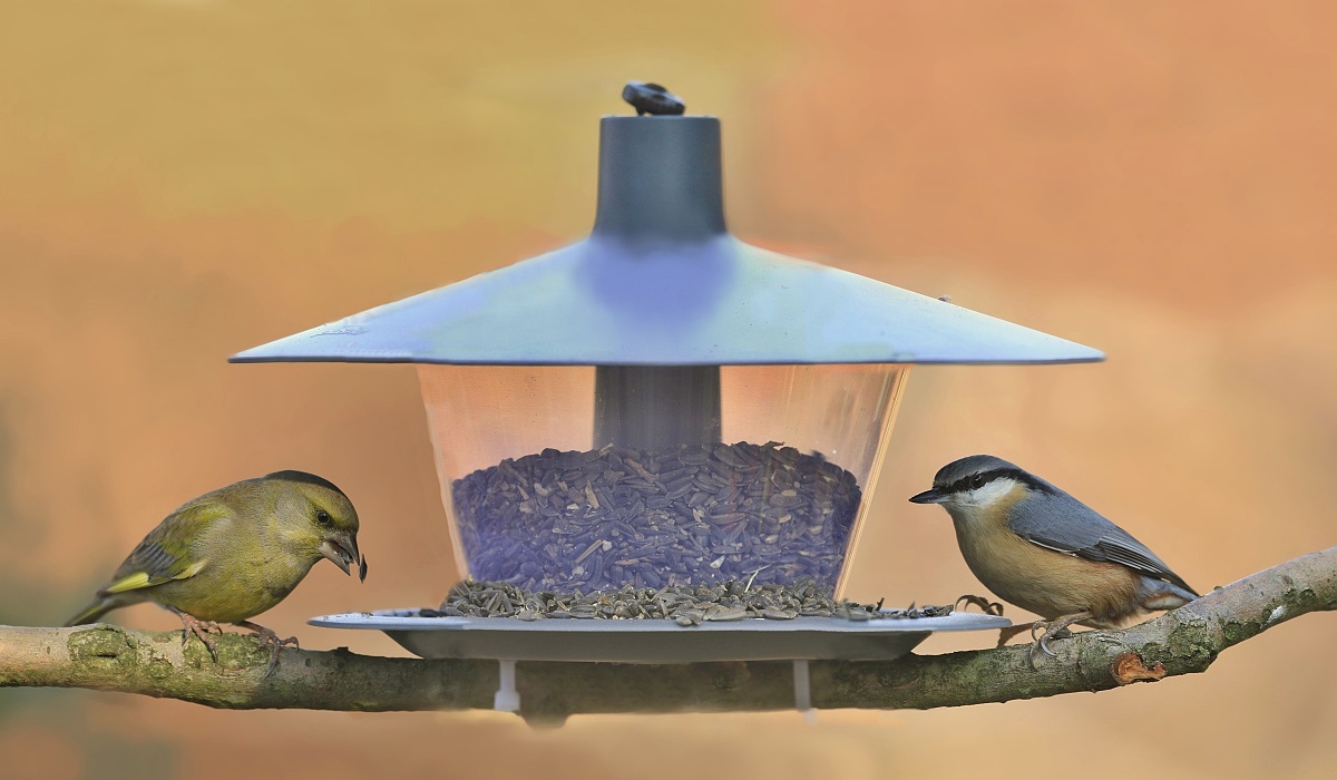 Bird feeder to hang, place, enjoy!